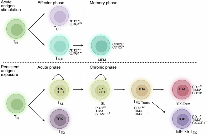 Fig. 1: Differentiation trajectories of CD8 T cells during acute and chronic antigen exposure.