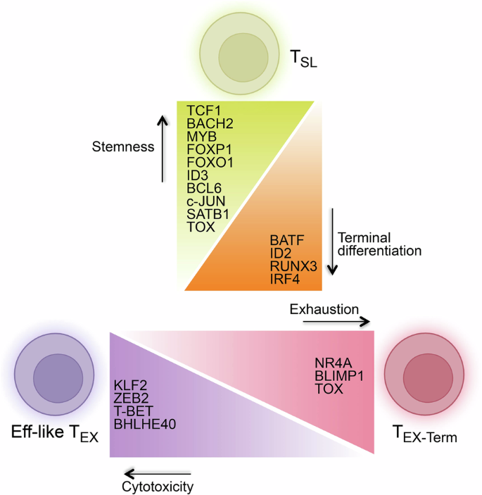 Fig. 2: Transcriptional regulators of TSL, eff-like TEX, and TEX-term.