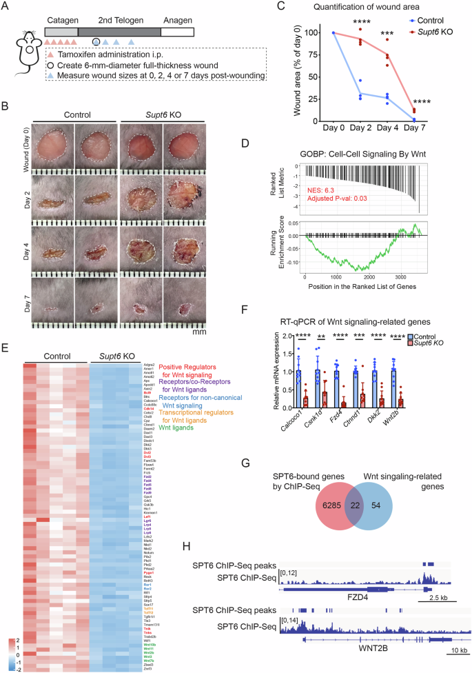 Fig. 3: Supt6 knockout delays wound healing by inhibiting the Wnt signaling pathway.