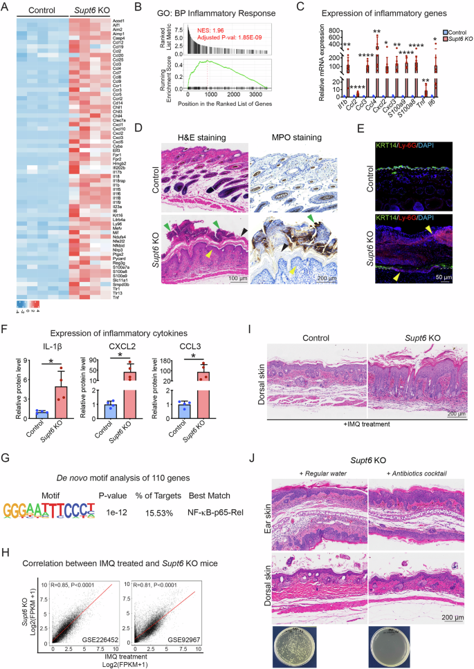 Fig. 4: Loss of SPT6 leads to upregulation of inflammatory gene expression.