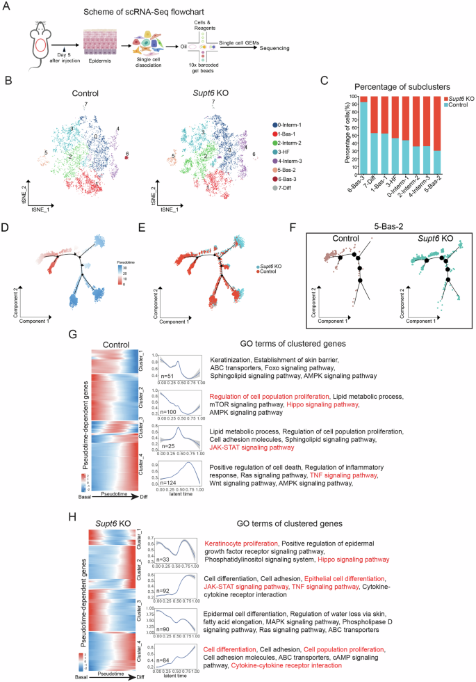 Fig. 5: Single-cell RNA-Seq profiling of Supt6 KO epidermis.