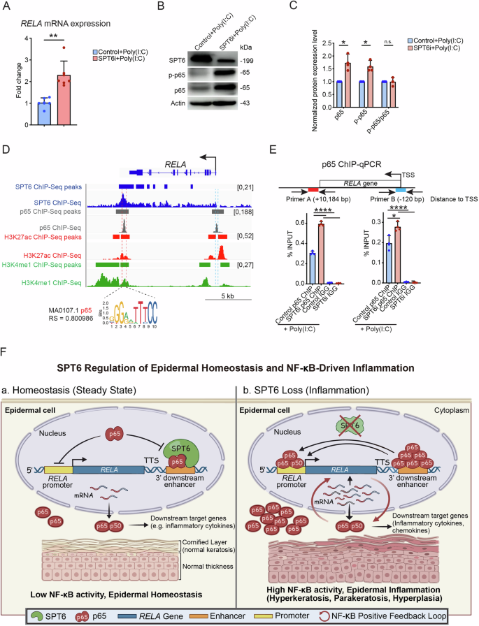 Fig. 8: SPT6 inhibits the positive feedback transcriptional activation of RELA through binding to its enhancer region.