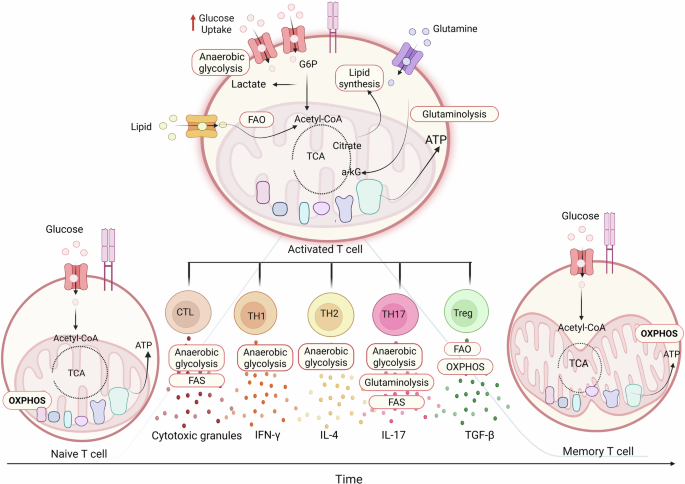 glutathione receptor t cell Metabolic switch: lymphocytes and the onset of T-cell-mediated autoimmunity Groome Glutathione + Alpha badge-img-clp_award Size:25 Case