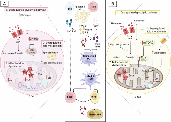 is glutathione good for lupus Metabolic switch: lymphocytes and the onset of T-cell-mediated autoimmunity BMX Bike Glow and Get Fit! Color:GLC812 Snuggle