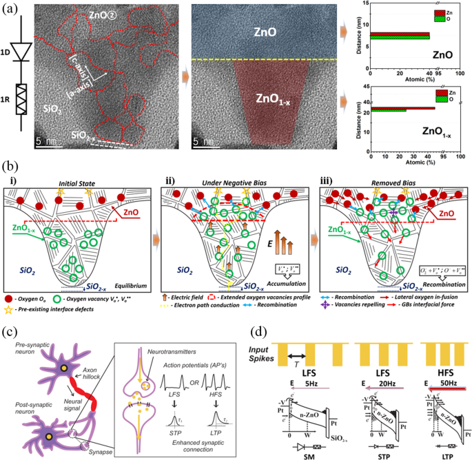Fig. 3: Switching mechanism of the device with the cone-shaped n-ZnO semiconductor.