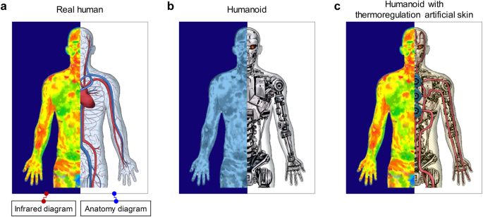 Thermoregulatory integration in hand prostheses and humanoid robots through blood vessel simulation Thermoregulatory integration in hand prostheses and humanoid robots through blood vessel simulation