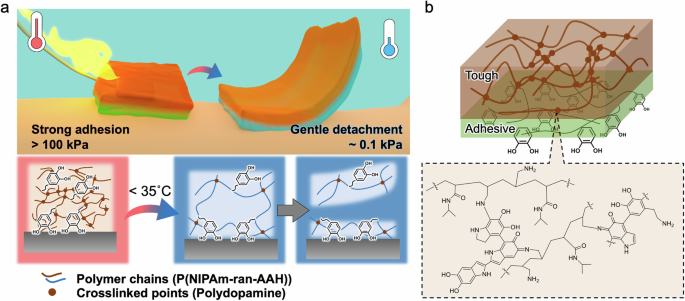 Mussel-inspired thermo-switchable underwater adhesive based on a Janus hydrogel