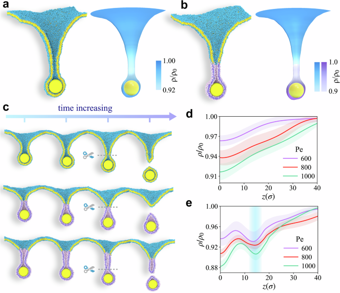 Competition between phase interface and activity-induced heterogeneity in nonequilibrium cellular uptake