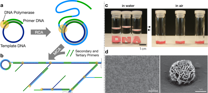 fabrication of physical dna hydrogels