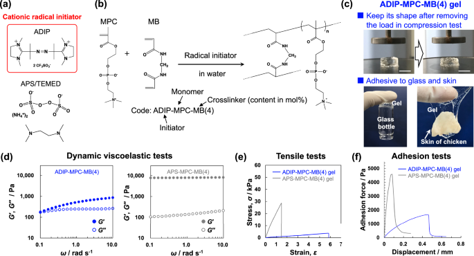 Development of deformable and adhesive biocompatible polymer hydrogels by a simple one-pot method using ADIP as a cationic radical initiator