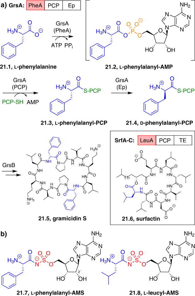 Targeting Adenylate Forming Enzymes With Designed Sulfonyladenosine Inhibitors The Journal Of Antibiotics