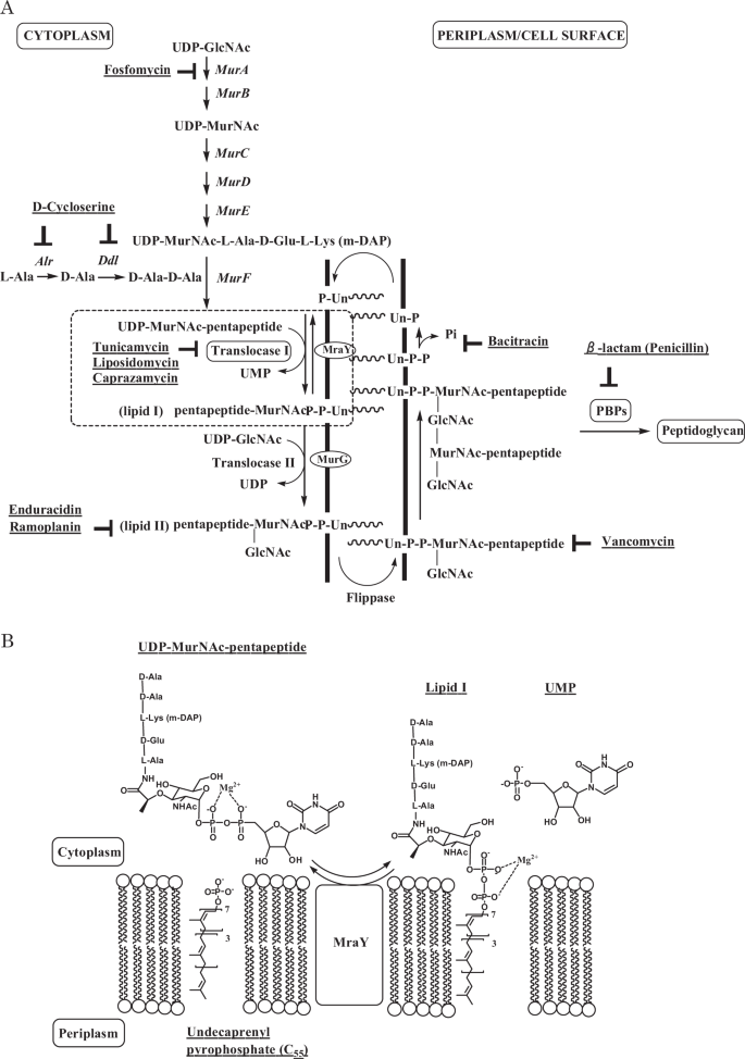 Liposidomycin The First Reported Nucleoside Antibiotic Inhibitor Of Peptidoglycan Biosynthesis Translocase I The Discovery Of Liposidomycin And Related Compounds With A Perspective On Their Application To New Antibiotics The Journal Of