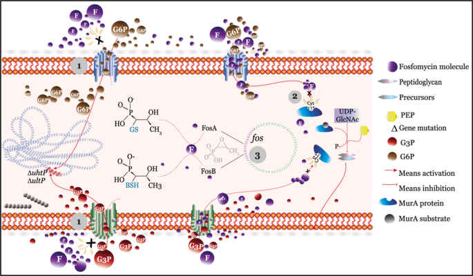 Fosfomycin And Nitrofurantoin Classic Antibiotics And Perspectives The Journal Of Antibiotics