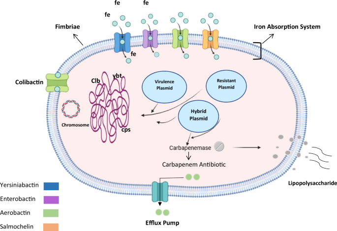 “Global divide in carbapenem resistance and hypervirulence of ...