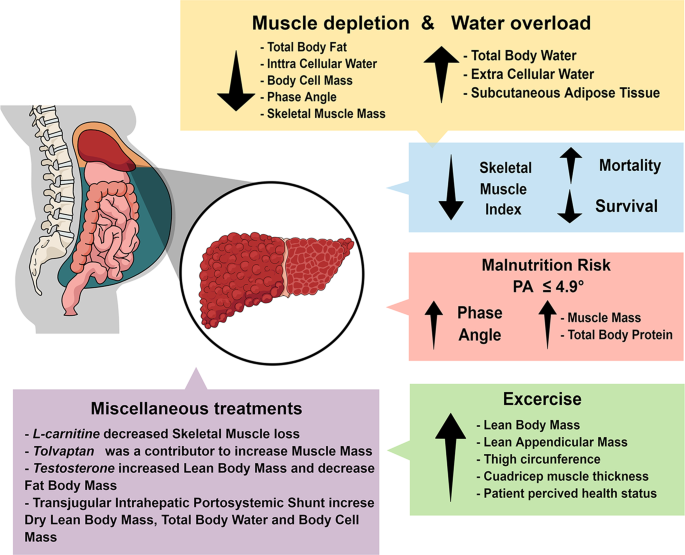 A scoping review of the methods used in patients with liver cirrhosis to  assess body composition and their nutritional findings | European Journal  of Clinical Nutrition