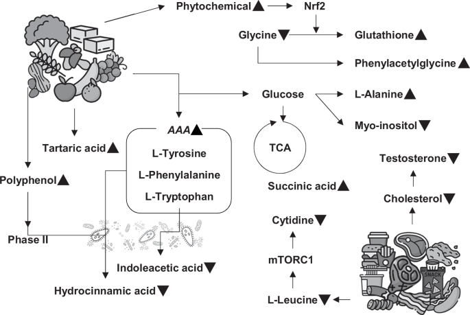 Urinary metabolomic profiling to identify the impact of the increased intake of whole grains, vegetables, and fruits in healthy adolescents