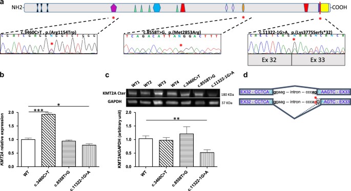 Expanding the phenotype associated to KMT2A variants: overlapping