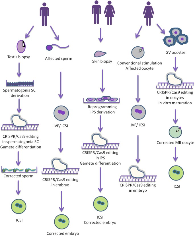 Responsible Innovation In Human Germline Gene Editing Background Document To The Recommendations Of Eshg And Eshre European Journal Of Human Genetics