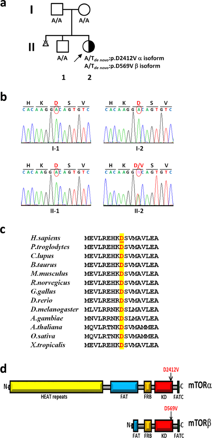 (PDF) Identification of de novo EP300 and PLAU variants in a patient with Rubinstein–Taybi syndrome-related arterial vasculopathy and skeletal anomaly