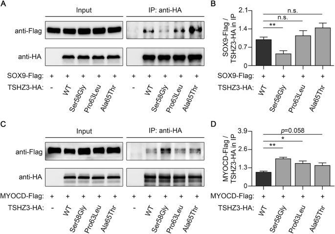 Fig. 5: Characterization of TSHZ3-mutant proteins by co-immunoprecipitation (IP).
