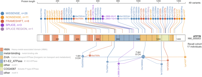 Fig. 2: Pathogenic and likely pathogenic ATP7B variants detected in the EstBB cohort (above the protein) and the recall cohort (below the protein; n = 17).