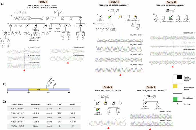 Fig. 2: Pedigrees of the families carrying relevant genetic variants in telomere-related genes.