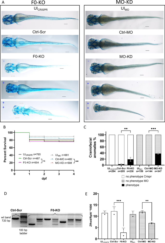 Role of ZFHX4 in orofacial clefting based on human genetic data and ...
