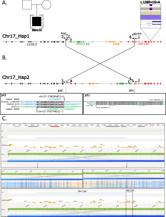 Fig. 2: UNC13D variants detected in a proband diagnosed with FHL3.