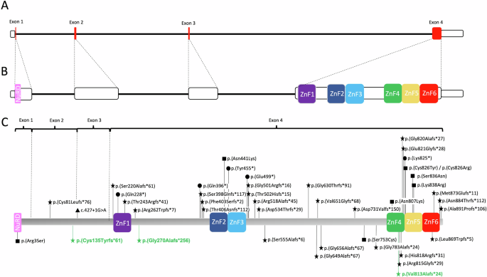 Fig. 3: Structure and variants in BCL11B.
