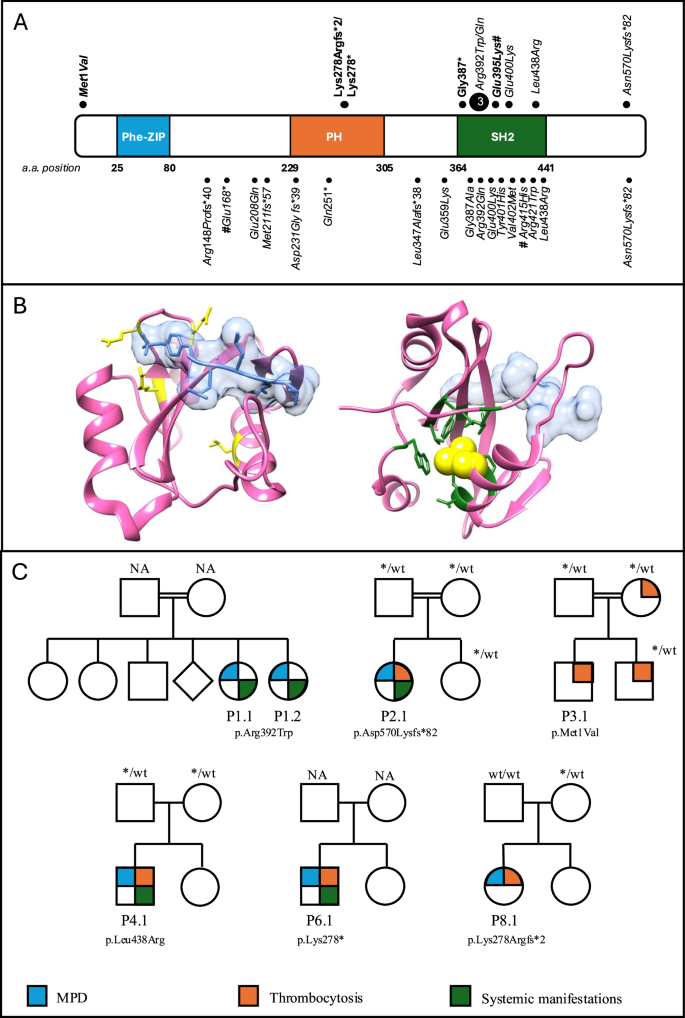 Fig. 1: Genetic and structural characterization of SH2B3 germline variants in the study cohort.