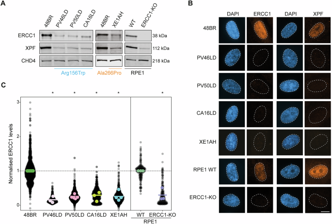 Fig. 2: CA16LD and XE1AH fibroblasts have low steady-state levels of ERCC1-XPF.