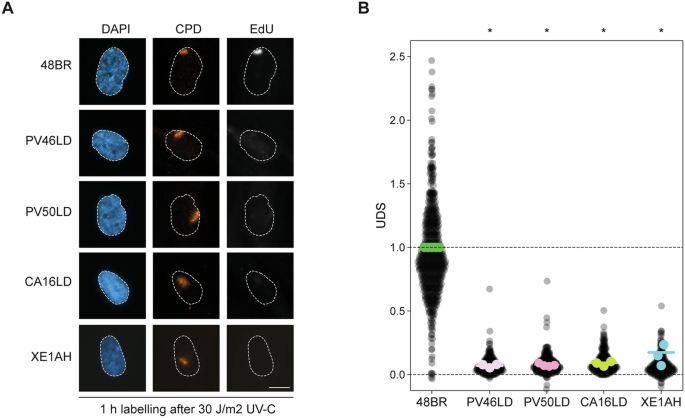 Fig. 3: CA16LD and XE1AH fibroblasts show a defect in GGR function.