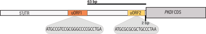 Fig. 1: PKD1 5'UTR and putative uORFs.