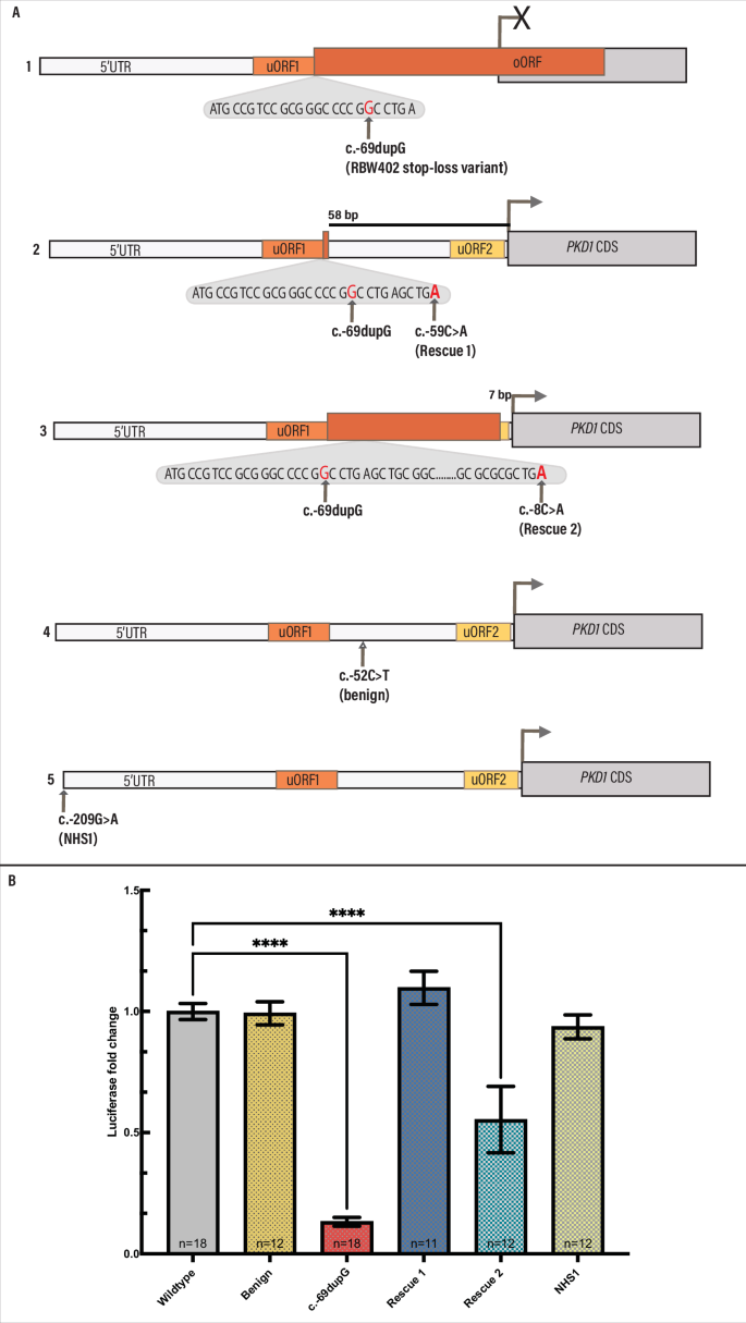 Fig. 3: PKD1 5'UTR variants modelled.