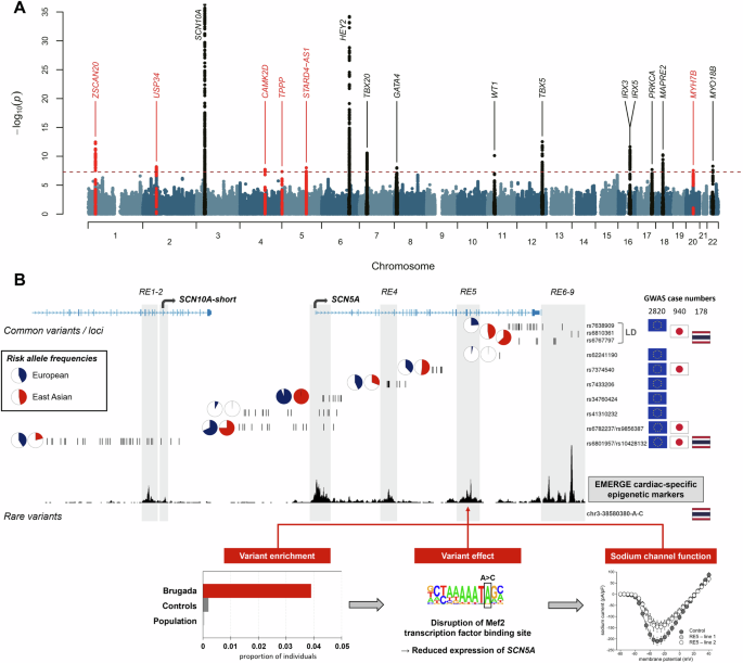 Fig. 4: Brugada GWAS and non-coding variation at SCN5A/SCN10A locus.