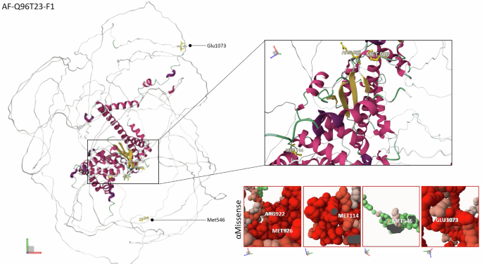 Fig. 2: 3D representation of the missense variants, mapped onto the predicted 3D structure of RSF1 using the AlphaFold model (AF-Q96T23-F1).