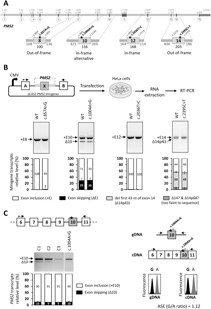 Fig. 1: RNA splicing analyses.