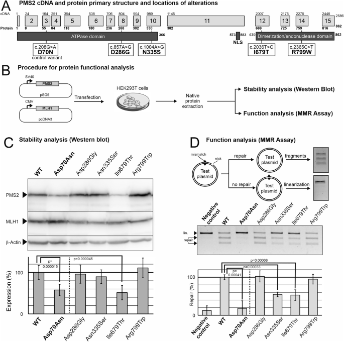 Fig. 2: Protein functional analysis.