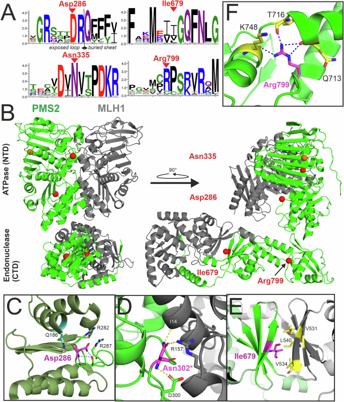 Fig. 3: Conservation and structural role of the variant PMS2 residues.