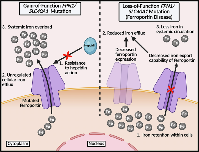 Fig. 2: Overview of iron overload patterns due to mutations in SLC40A1.