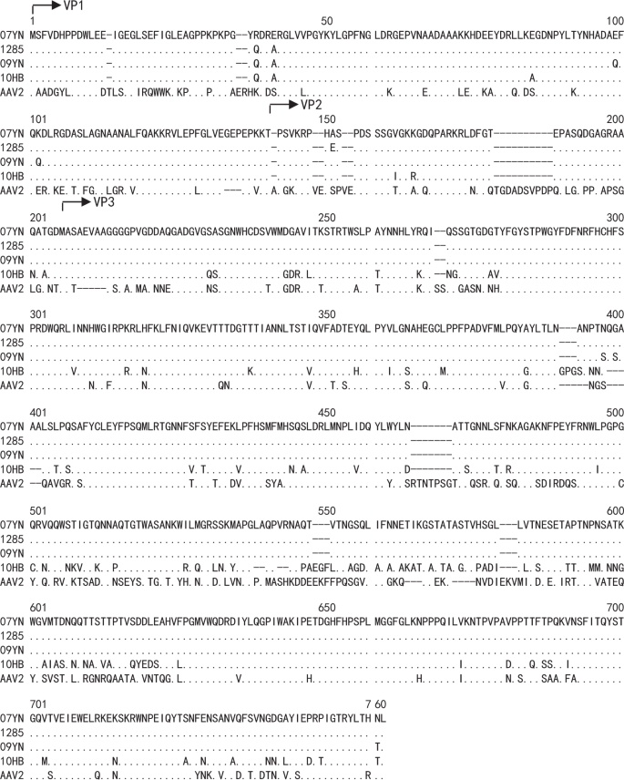 Bat Adeno Associated Viruses As Gene Therapy Vectors With The Potential To Evade Human Neutralizing Antibodies Gene Therapy