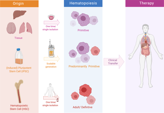 Fig. 1: Subsets of macrophages for adoptive cell therapies.