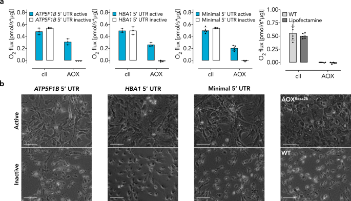 Alternative Oxidase Encoded By Sequence Optimized And Chemically Modified Rna Transfected Into Mammalian Cells Is Catalytically Active Gene Therapy