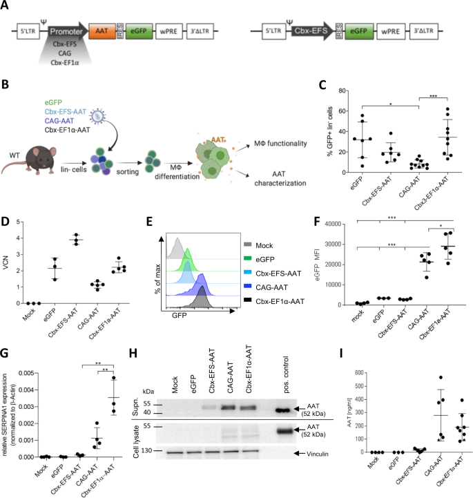 Pulmonary transplantation of alpha-1 antitrypsin (AAT)-transgenic  macrophages provides a source of functional human AAT in vivo | Gene Therapy