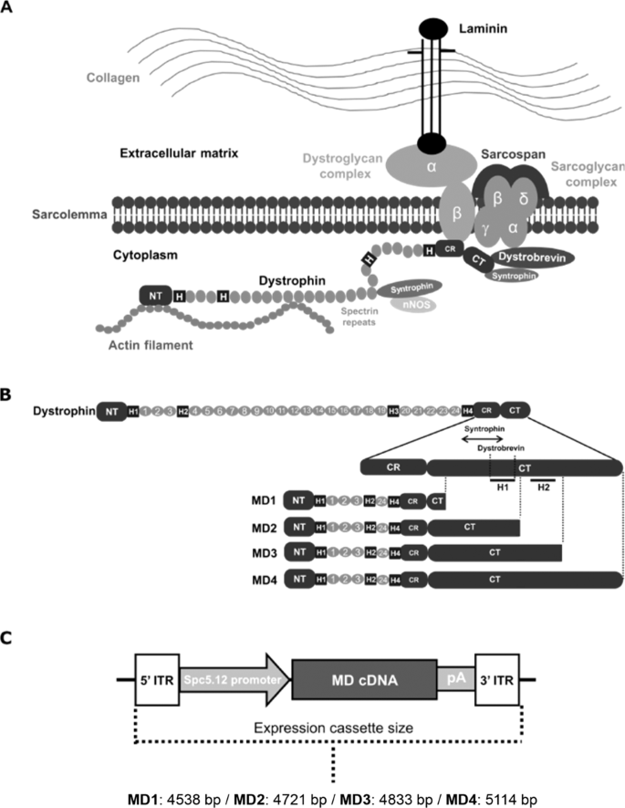 Evaluation of the dystrophin carboxy-terminal domain for micro 