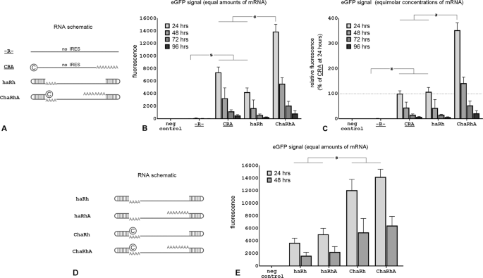 Fig. 2: IRES-based mRNA vectors with terminal hairpins demonstrate an equivalent eGFP expression as canonical mRNA vectors.