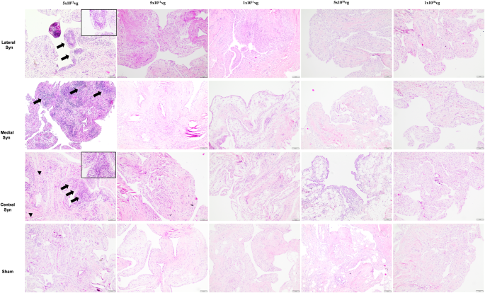 Fig. 4: Photomicrograph from 5 μm sections of synovial membrane (lateral, medial, central) stained with H&E from horses treated with different doses of viral vectors with the corresponding sham control joints (bottom panel).