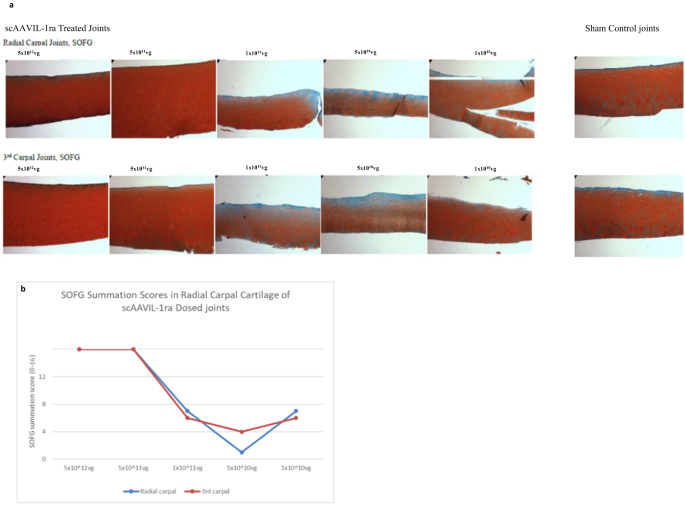 Fig. 7: Effects of viral gene transfer on cartilage quality.