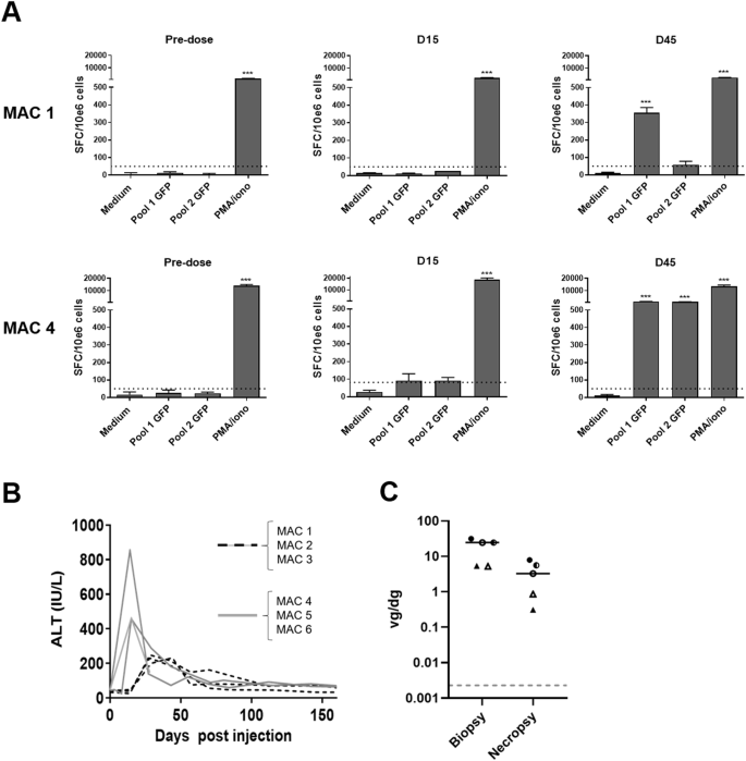 elimination of viral genomes is associated with chronic