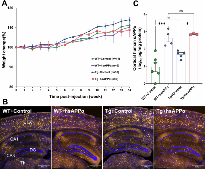Fig. 1: Effectiveness of brain transduction by systemic AAV injection.